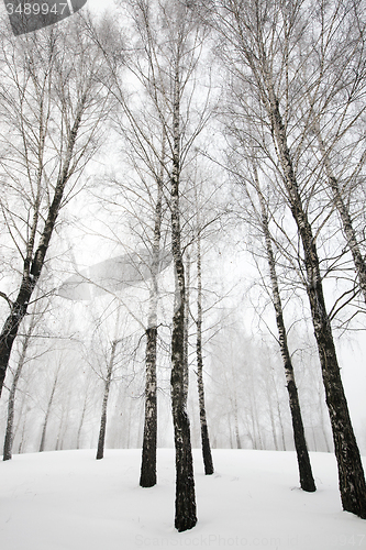 Image of trees   in winter