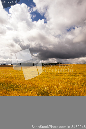 Image of mature barley  