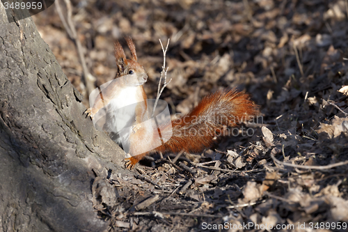 Image of Red squirrel in forest