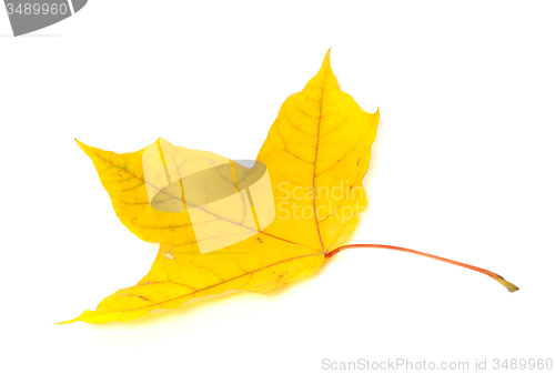 Image of Autumn yellowed leaf