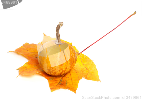 Image of Small orange decorative pumpkin on dry autumn maple leaf