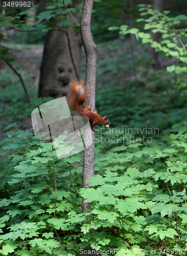 Image of Red squirrel on tree with walnut