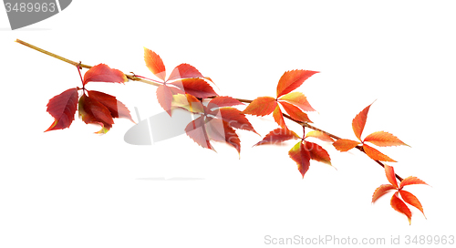 Image of Red autumnal twig of grapes leaves (Parthenocissus quinquefolia 