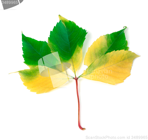 Image of Multicolorl grapes leaf on white background