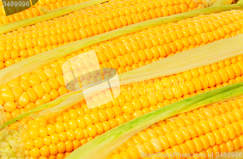 Image of Stacked near peeled corn cobs