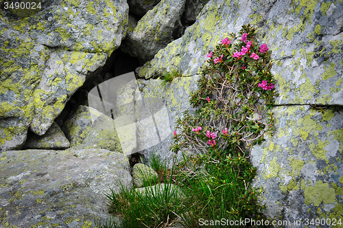 Image of Rhododendron flowers of Retezat Mountains, Romania, Europe