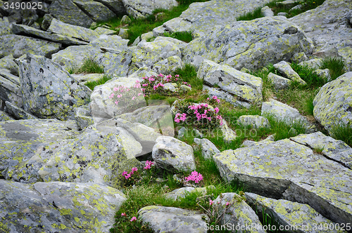 Image of Rhododendron flowers of Retezat Mountains, Romania, Europe