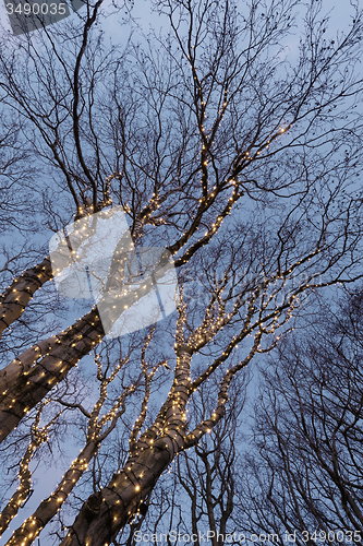 Image of Illuminated tree 