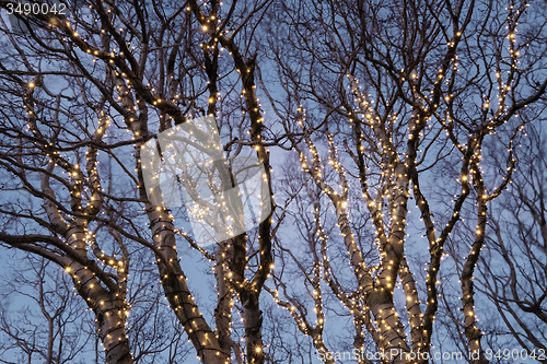 Image of Illuminated tree 