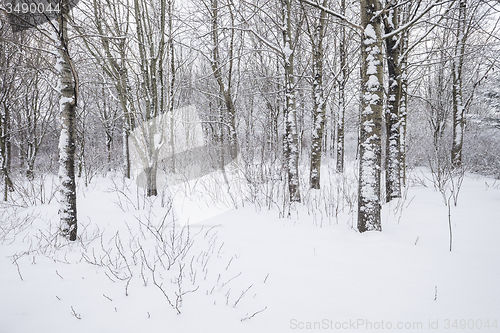 Image of Winter forest