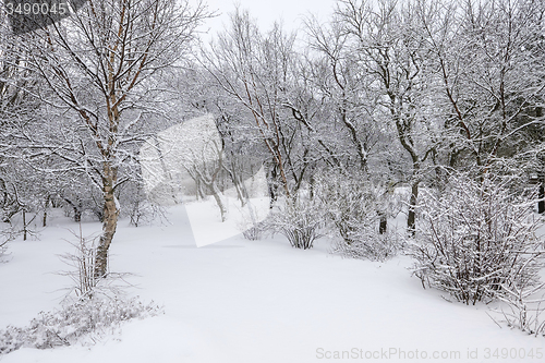 Image of Winter forest