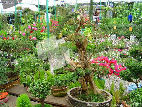 Image of Flowers in the greenhouse