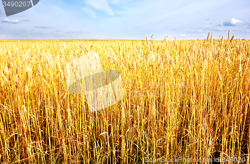 Image of wheat field