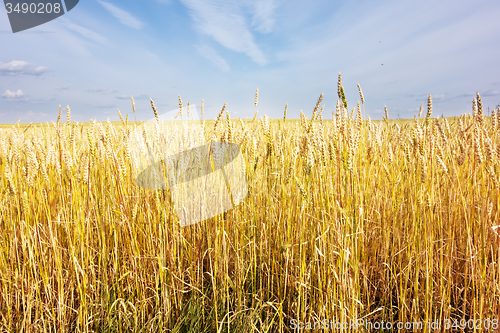 Image of wheat field