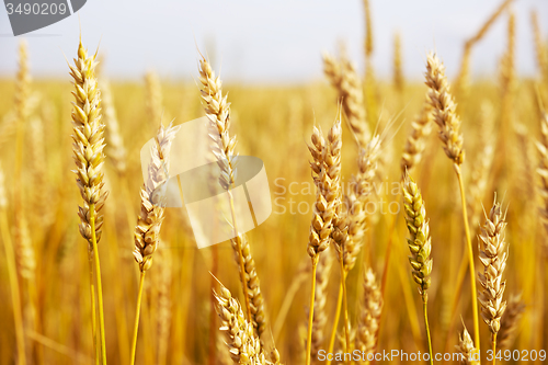 Image of wheat field