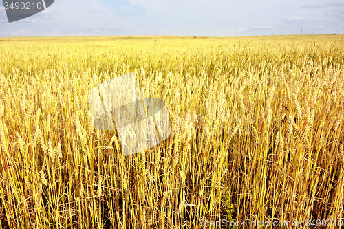 Image of wheat field