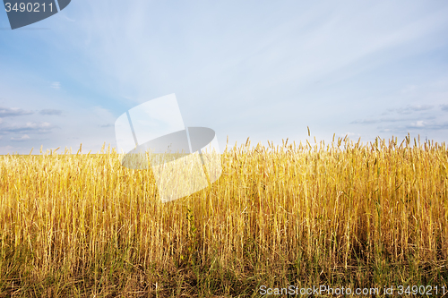 Image of wheat field