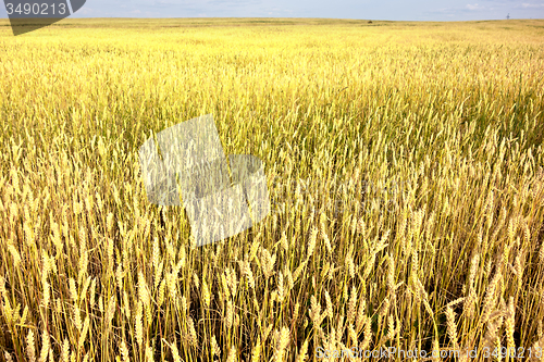 Image of wheat field