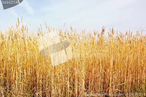 Image of wheat field