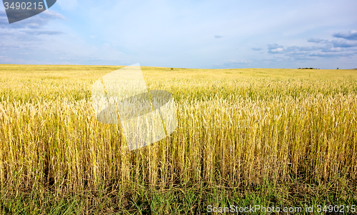 Image of wheat field
