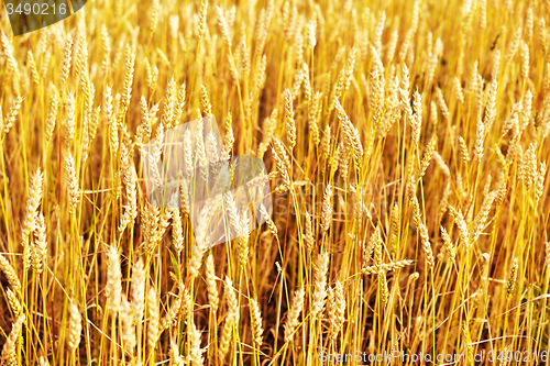 Image of wheat field