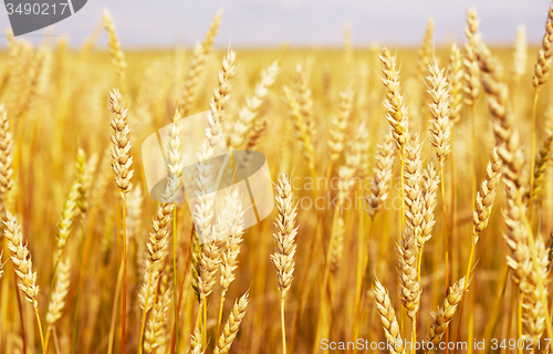 Image of wheat field