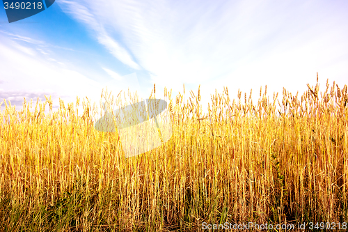 Image of wheat field