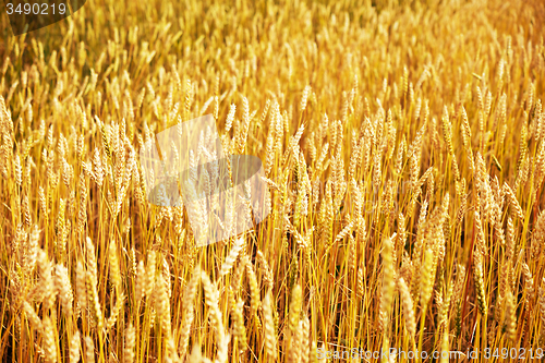 Image of wheat field