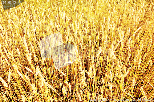 Image of wheat field
