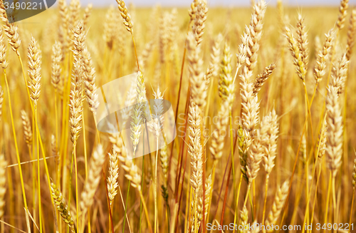 Image of wheat field