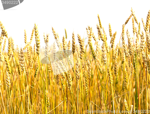 Image of wheat field