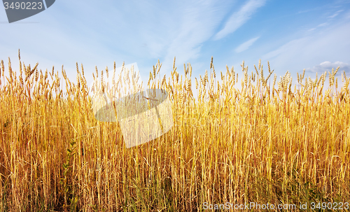 Image of wheat field