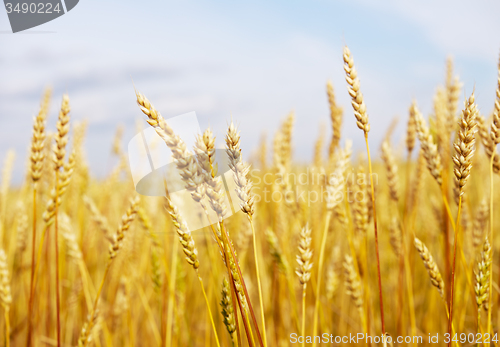 Image of wheat field