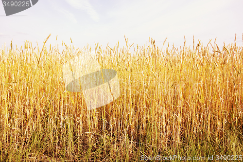 Image of wheat field