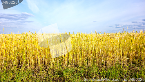 Image of wheat field