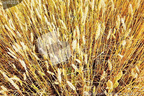 Image of wheat field