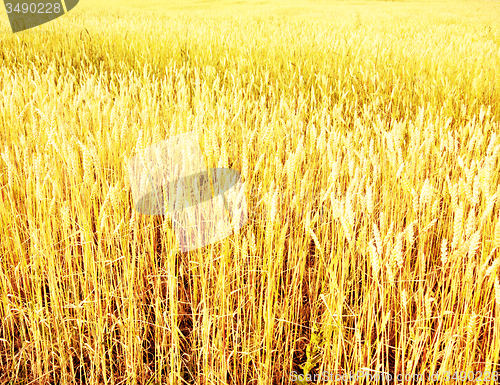 Image of wheat field