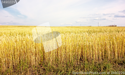 Image of wheat field
