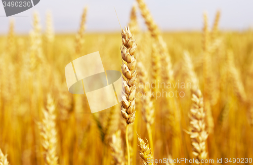 Image of wheat field