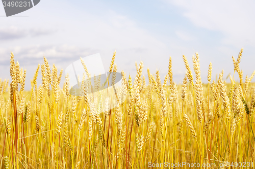 Image of wheat field