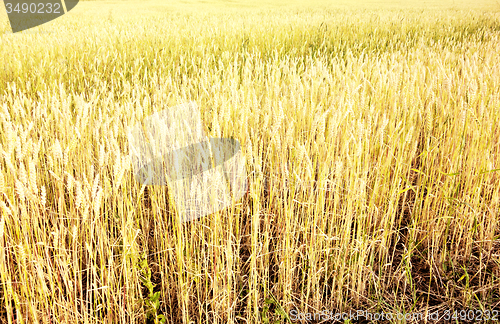 Image of wheat field