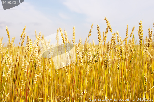 Image of wheat field