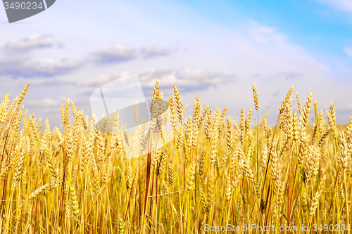 Image of wheat field