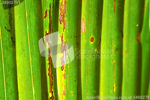 Image of    abstract  thailand in the light  leaf   veins background   