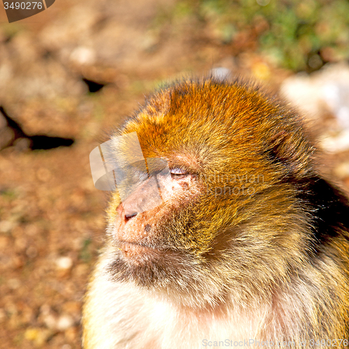 Image of old monkey in africa morocco and natural background fauna close 