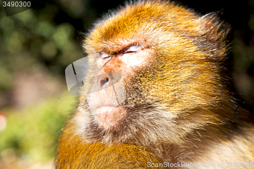 Image of bush monkey in africa morocco and natural  