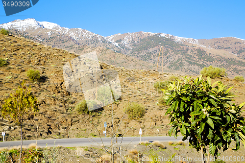 Image of in ground africa morocco the plant tree snow mountain