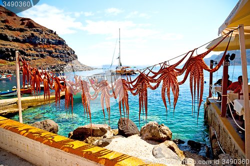 Image of octopus   drying  in   greece santorini and light