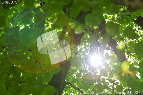 Image of Tree with sun star