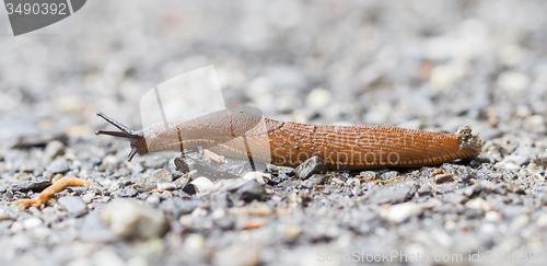 Image of Naked slug climb on a floor